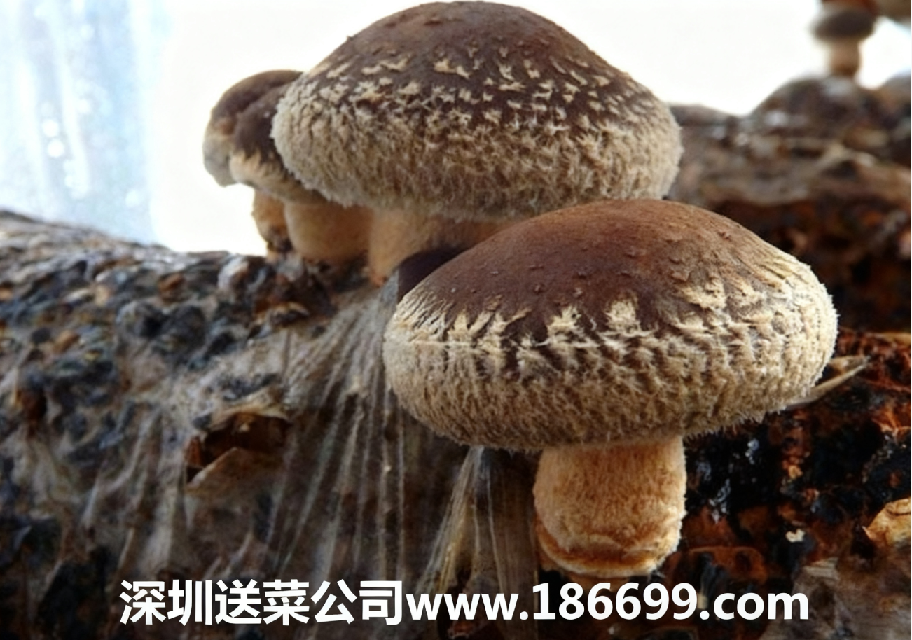 新手種香菇必看：大白話講透成本利潤+種植步驟，賺錢不用愁。