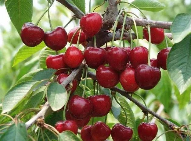 今年車厘子的價格和質量受哪些因素影響？